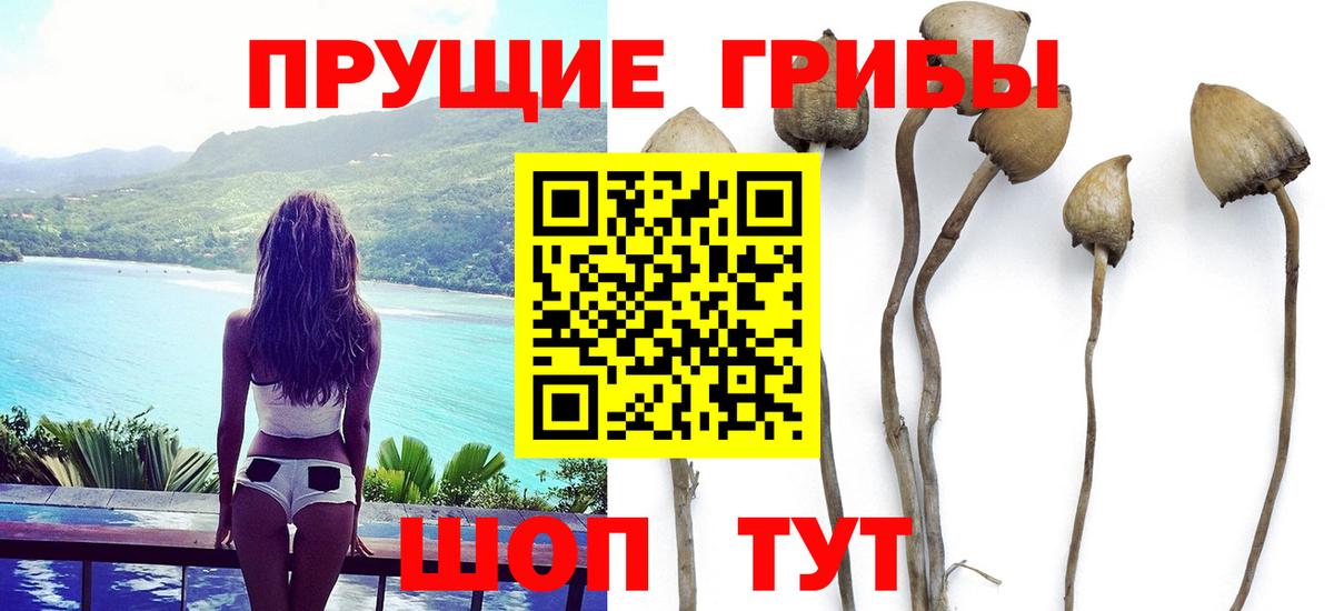 Псилоцибиновые грибы Cubensis Уфа